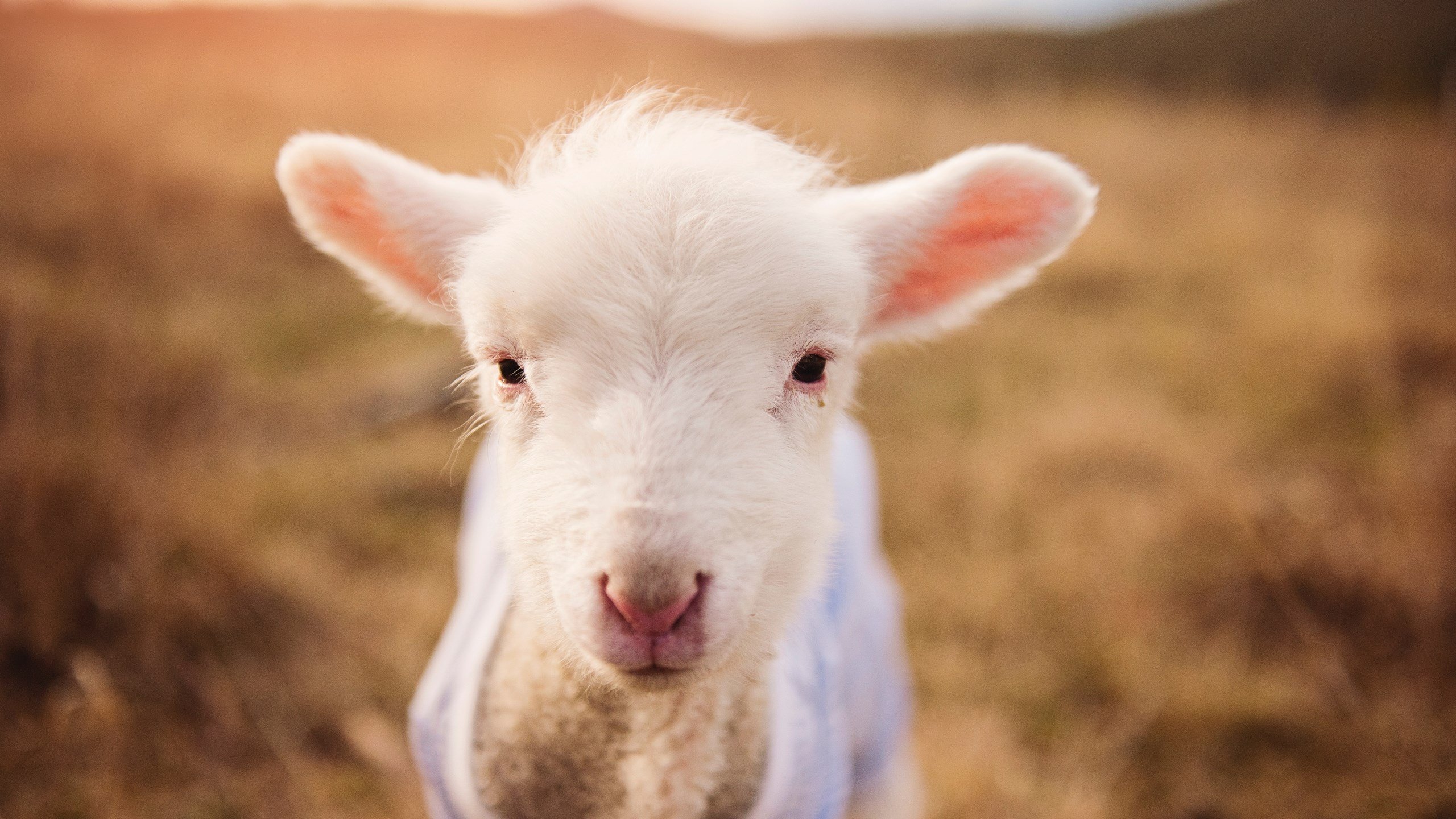 开云入口-中国足球青训中心推动教练工作坊常态化发展,中国足球青训队教练