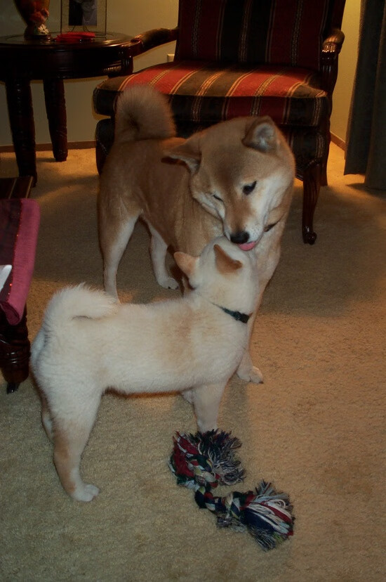 Kaiyun APP-意甲联赛中的战术创新与实践,意甲的赛制