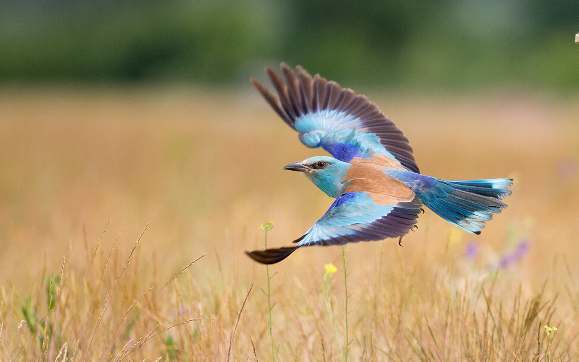 开云官方网站-王楚钦谈比赛节奏感找到关键点,王楚钦和谁比赛摔拍子